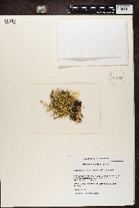 thumbnail image of current specimen