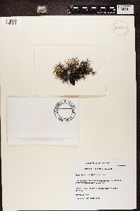 Alectoria nigricans image
