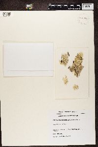 Cladonia stellaris image