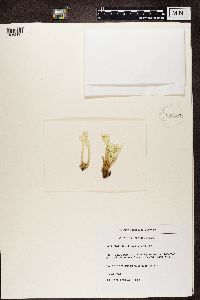 Cladonia sulphurina image