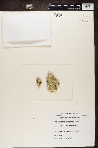 Arctoparmelia centrifuga image