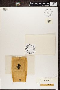 Ephebe pubescens image