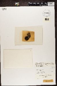 Collema nigrescens image