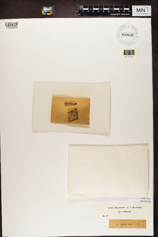 Microcalicium arenarium image