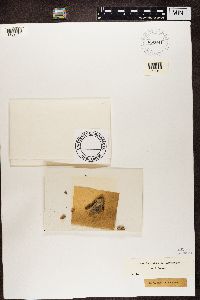 Calicium salicinum image