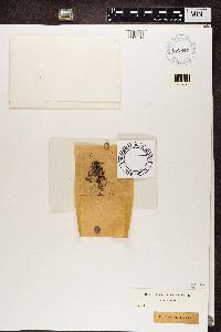 Cladonia coccifera image