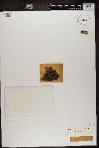 Cladonia furcata image