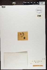 Cladonia squamosa image