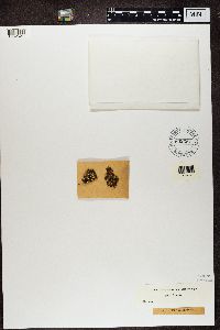 Cladonia caespiticia image