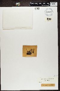 Cladonia chlorophaea image