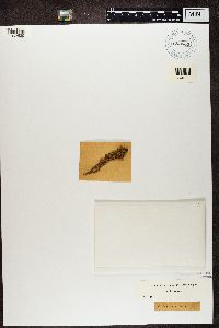 Ramalina fraxinea image