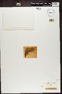 Ramalina farinacea image