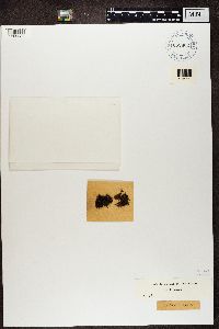 Cetraria aculeata image