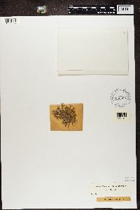 Evernia prunastri image