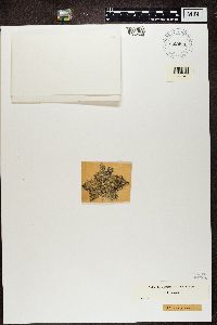 Flavoparmelia caperata image