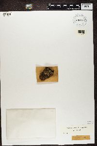 Parmelia saxatilis image