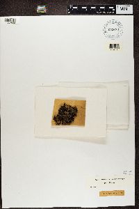 Platismatia glauca image