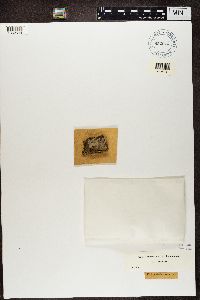 Candelaria concolor image