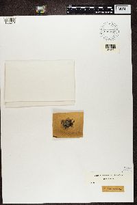 Physcia aipolia image