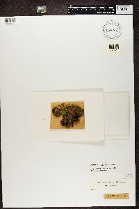 Peltigera canina image