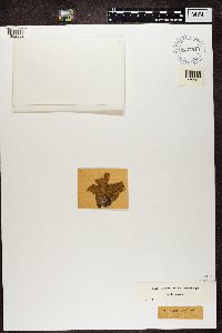 Peltigera aphthosa image