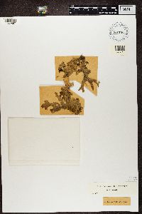 Lobaria pulmonaria image