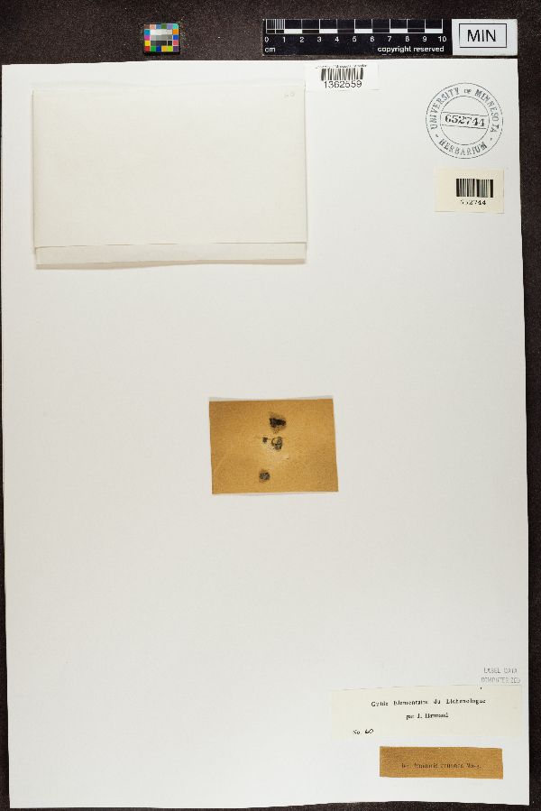 Protopannaria pezizoides image