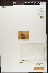 Protoparmeliopsis muralis image