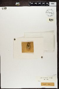 Caloplaca aurantia image