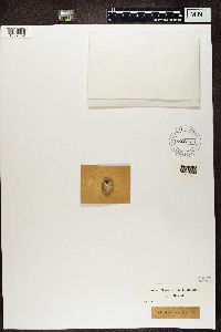 Aspicilia radiosa image