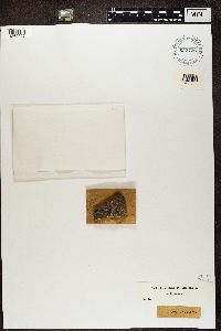 Candelariella vitellina image