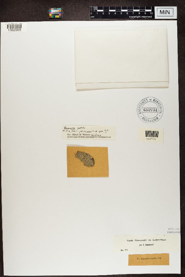 Lecanora albella image