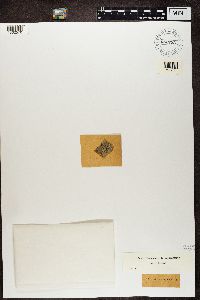 Lecanora carpinea image