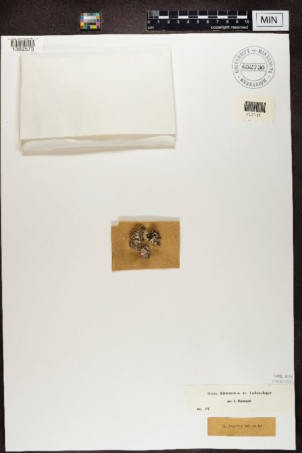 Lecanora tartarea image