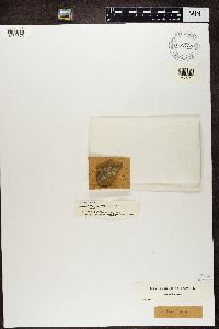 Thumbnail image of current specimen
