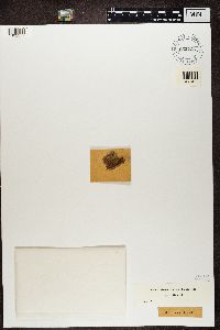Gyalecta ulmi image