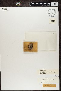 Diploschistes scruposus image