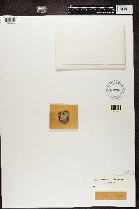 Thelotrema lepadinum image