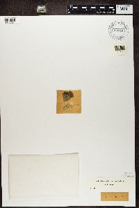 Image Associated With the Occurrence