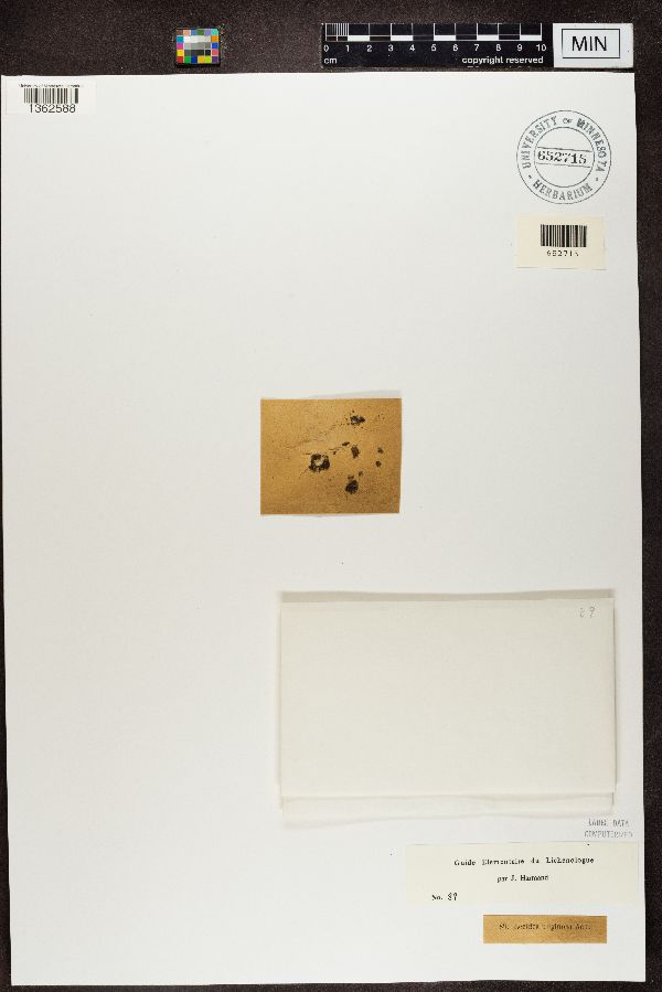 Lecidea uliginosa image