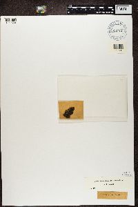 Biatora vernalis image