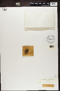 Thumbnail image of current specimen