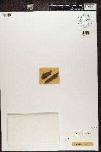 Bacidia rubella image