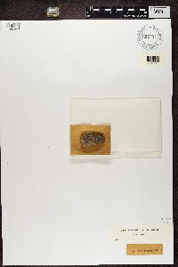 Lecidea platycarpa image