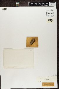 Alyxoria varia image