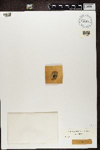 Arthonia atra image