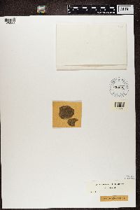 Opegrapha vulgata image