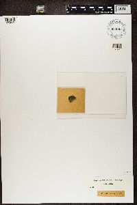 Arthonia radiata image