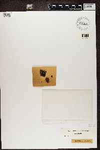 Normandina pulchella image