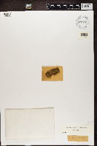 Verrucaria nitida image